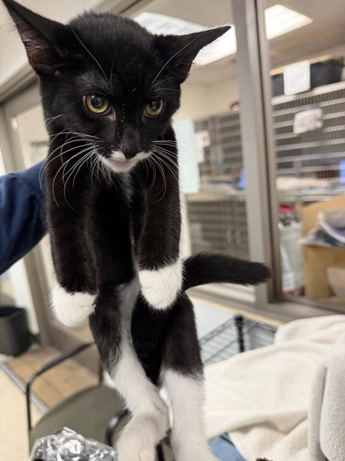 MARLEY, a cat for adoption from East Valley Animal Care and Control Center