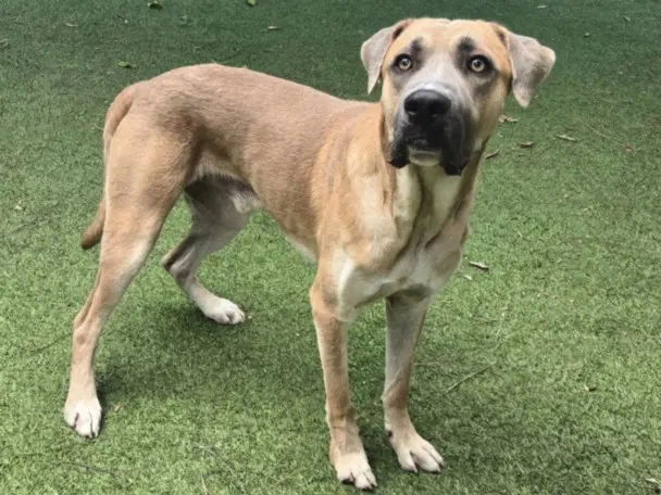 Tommy - Anatolian Shepherd