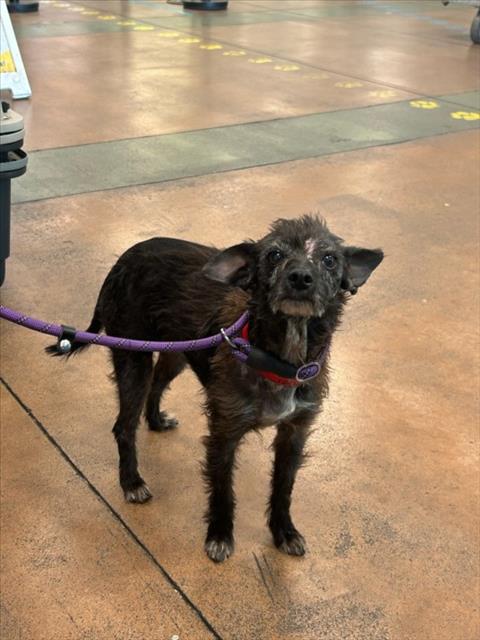 DOTTIE, a dog for adoption from East Valley Animal Care and Control Center
