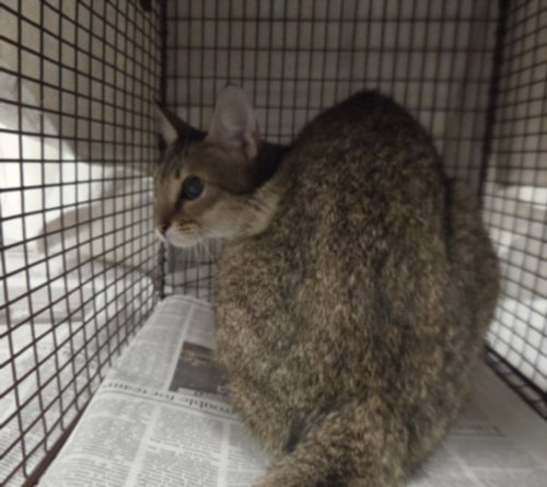 MINCHO, a cat for adoption from East Valley Animal Care and Control Center