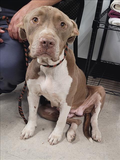 ROXY, a dog for adoption from East Valley Animal Care and Control Center