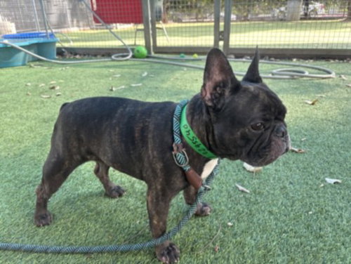 LADY, a dog for adoption from East Valley Animal Care and Control Center