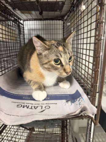 SABRINA, a cat for adoption from East Valley Animal Care and Control Center
