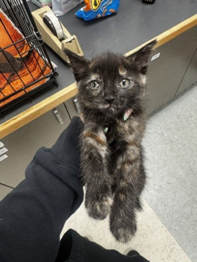 SKITTLES, a cat for adoption from East Valley Animal Care and Control Center