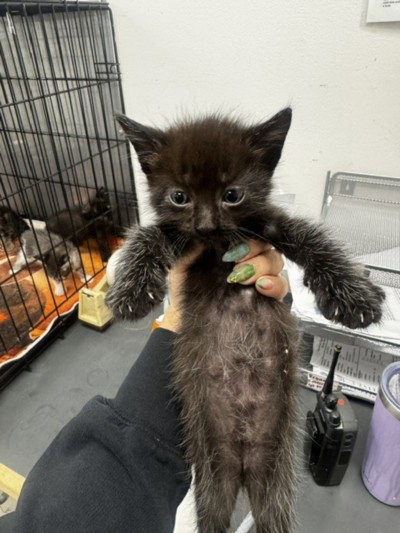 TWIZZLER, a cat for adoption from East Valley Animal Care and Control Center