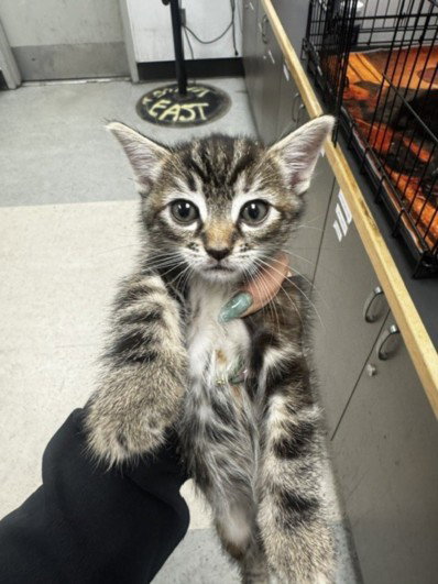 HUBBA BUBBA, a cat for adoption from East Valley Animal Care and Control Center
