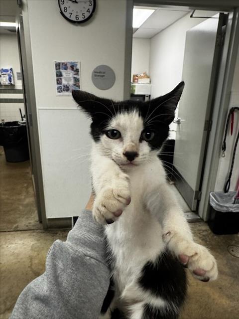 OCTOBER, a cat for adoption from East Valley Animal Care and Control Center