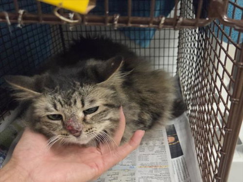 WALLY, a cat for adoption from East Valley Animal Care and Control Center