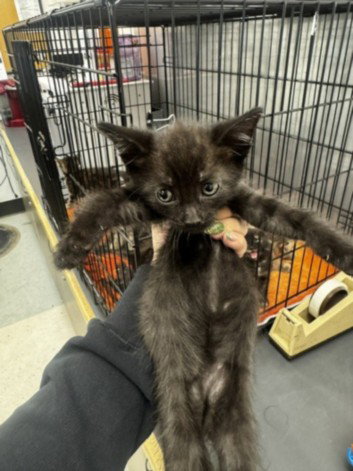 STARBURST, a cat for adoption from East Valley Animal Care and Control Center