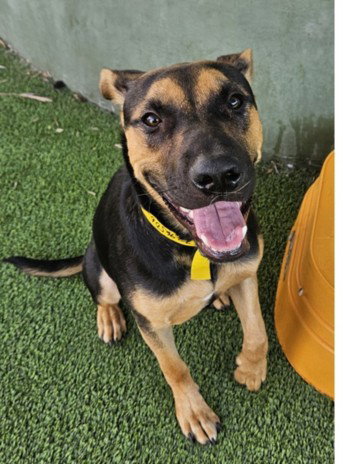 BAYBEE, a dog for adoption from East Valley Animal Care and Control Center