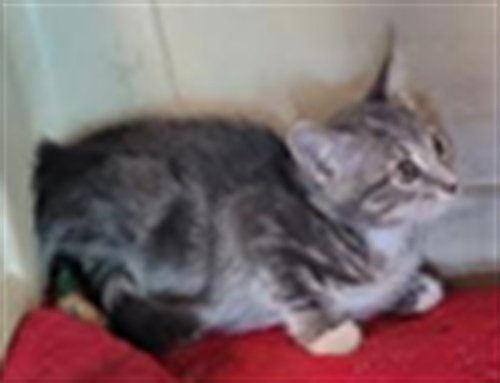 SCRAPPY, a cat for adoption from East Valley Animal Care and Control Center