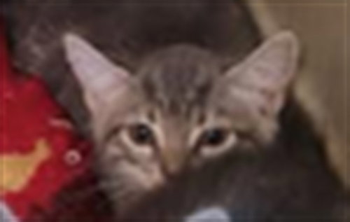 LEAPY, a cat for adoption from East Valley Animal Care and Control Center