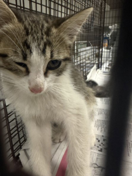 RYDER, a cat for adoption from East Valley Animal Care and Control Center