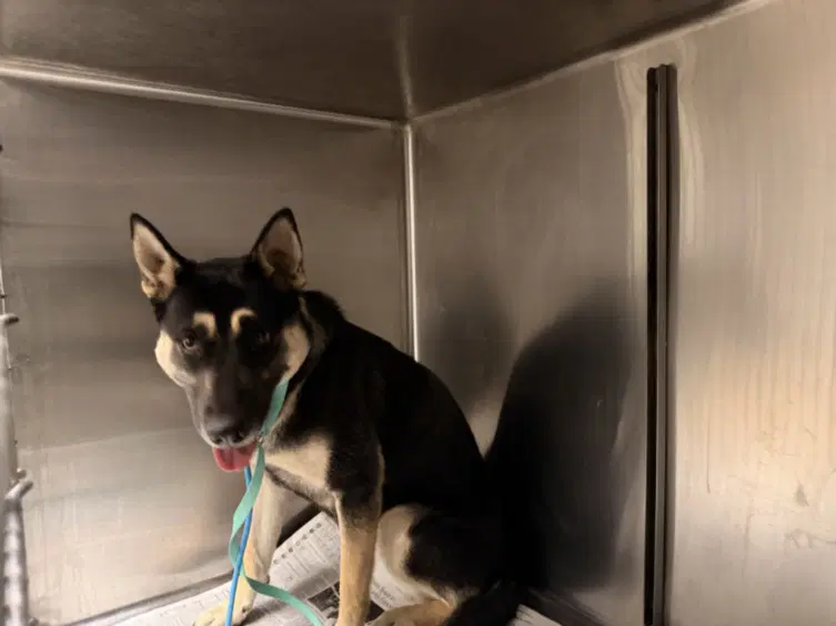 Chedder - German Shepherd Dog