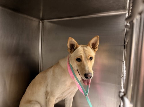 SAM, a dog for adoption from East Valley Animal Care and Control Center