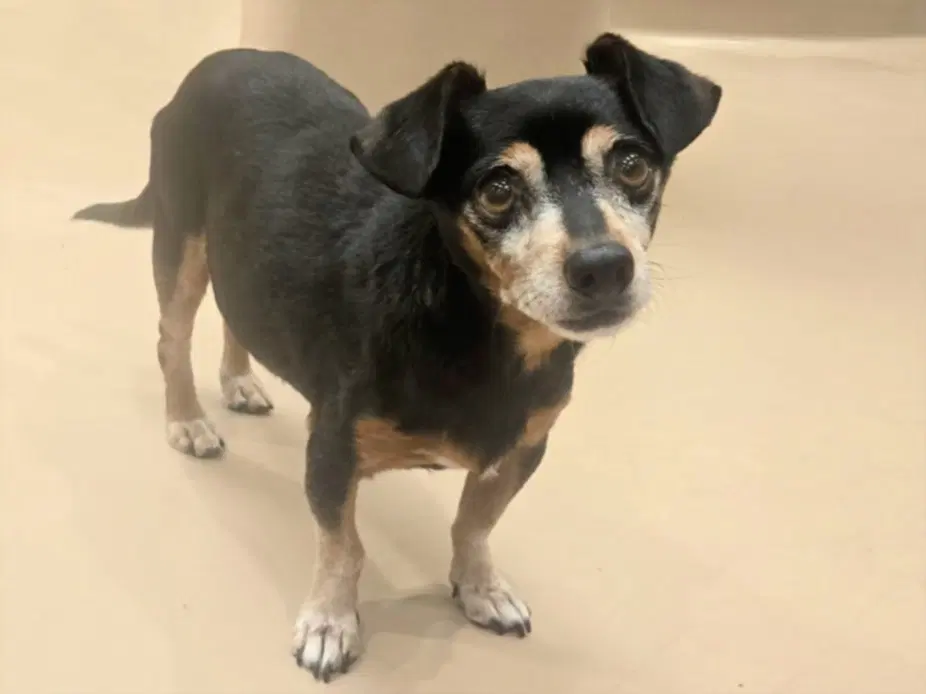 Paco - Chihuahua