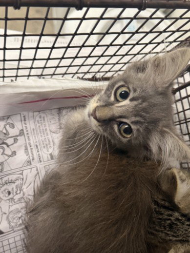 CICI, a cat for adoption from East Valley Animal Care and Control Center