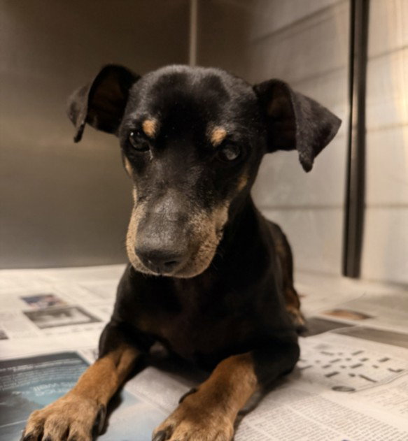 Rex, Miniature Pinscher