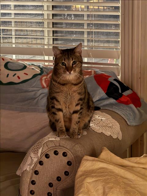 Napo, Domestic Short Hair