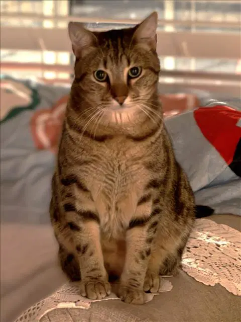 Napo - Domestic Short Hair