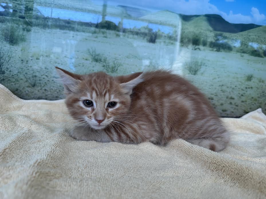 Naranja, Domestic Short Hair