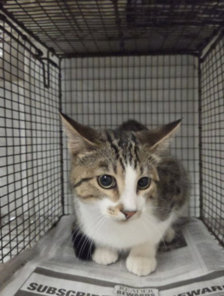 Punch, Domestic Medium Hair