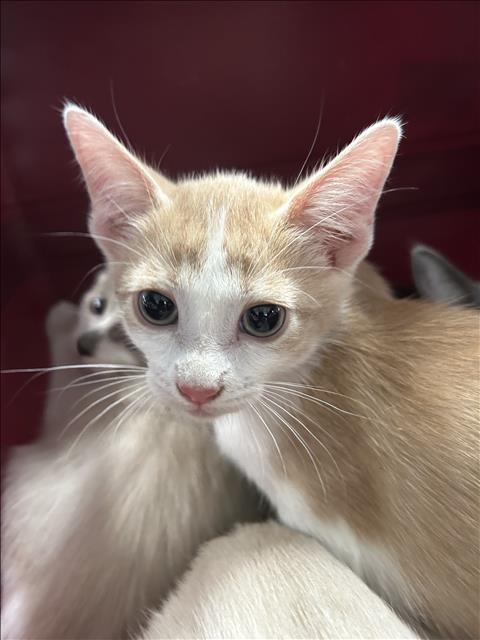 Marbel, Domestic Short Hair
