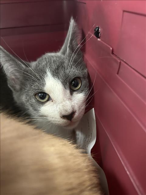 Yessy, Domestic Short Hair