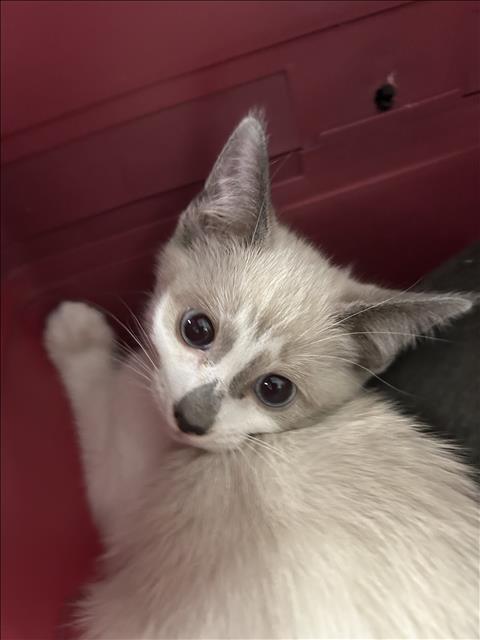Tee, Siamese
