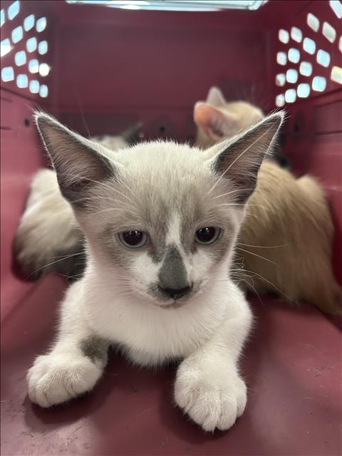 Oakie, Siamese