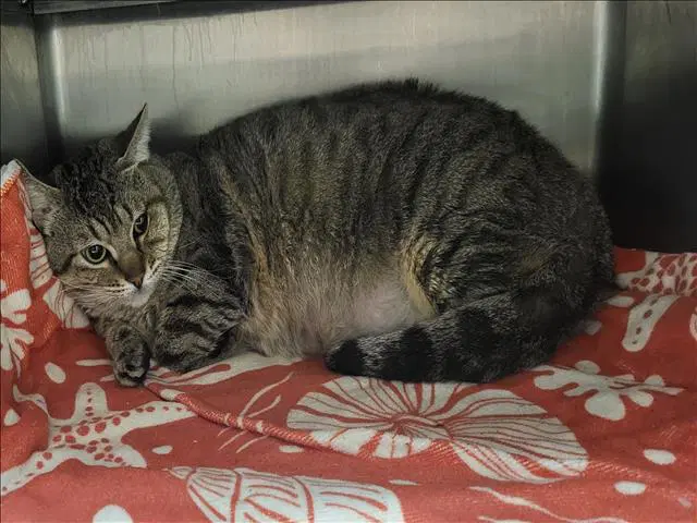 Mr Blueberry - Domestic Short Hair