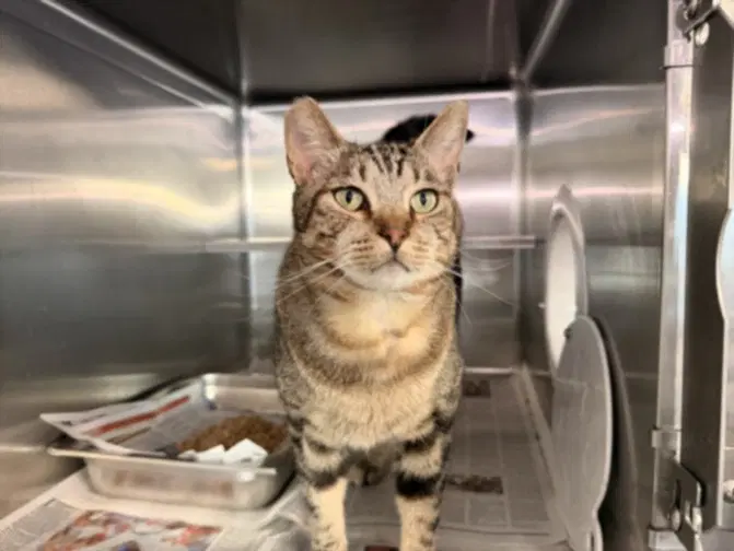 Chicojuly - Domestic Medium Hair