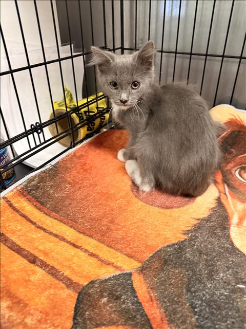 GOAT, a cat for adoption from East Valley Animal Care and Control Center