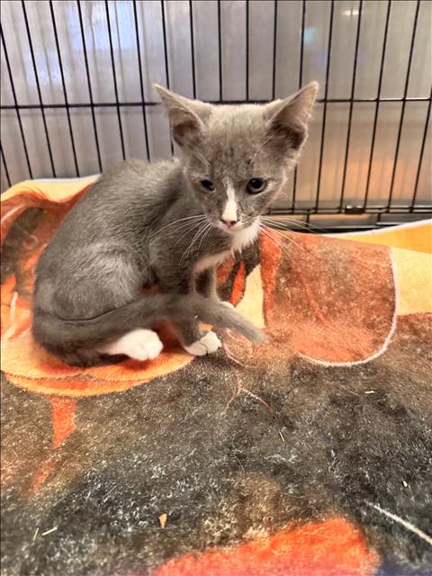 SPIKY, a cat for adoption from East Valley Animal Care and Control Center