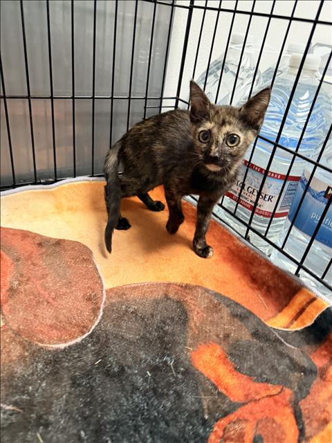BOWNIE, a cat for adoption from East Valley Animal Care and Control Center