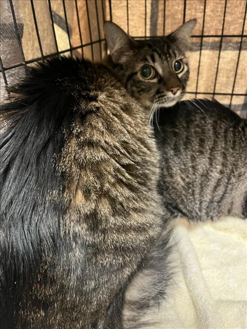 A1804031, a cat for adoption from East Valley Animal Care and Control Center