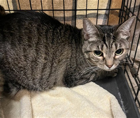NALA, a cat for adoption from East Valley Animal Care and Control Center