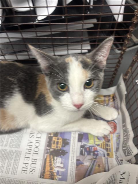 PINK, a cat for adoption from East Valley Animal Care and Control Center