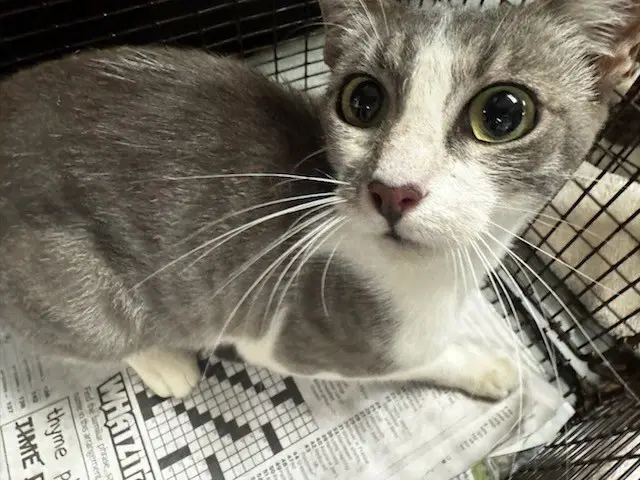 Elvira - Domestic Short Hair