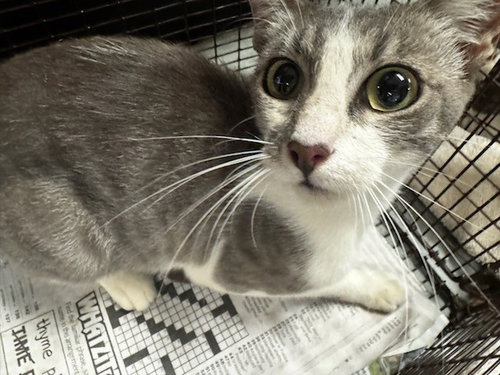 ELVIRA, a cat for adoption from East Valley Animal Care and Control Center