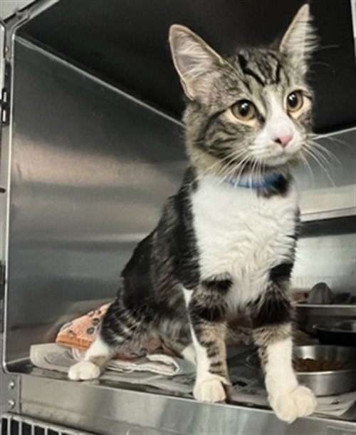 TIGER, a cat for adoption from East Valley Animal Care and Control Center