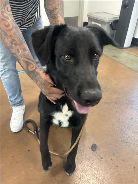 BOLT, a dog for adoption from East Valley Animal Care and Control Center