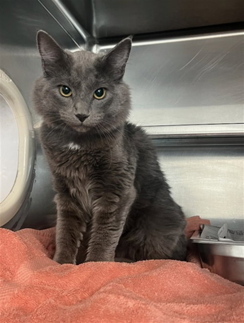 GRAYSON, a cat for adoption from East Valley Animal Care and Control Center