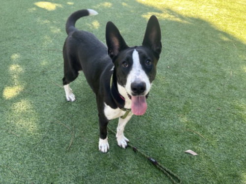 Bailey, Australian Cattle Dog/Blue Heeler (medium coat)
