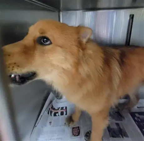 Astro - Akita