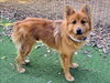 ASTRO — Van Nuys, CA Adoption