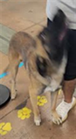 Archie, German Shepherd Dog / Mixed (medium coat)