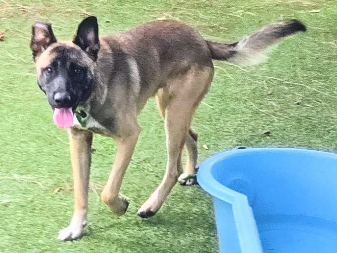 Archie