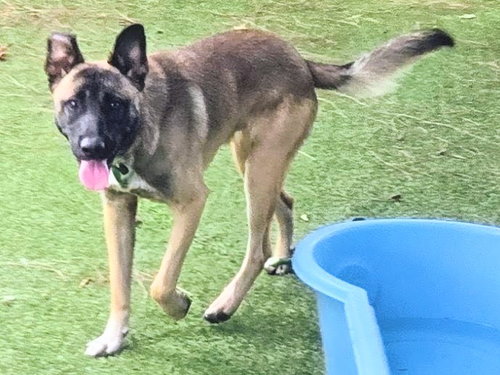 Archie, German Shepherd Dog / Mixed (medium coat)