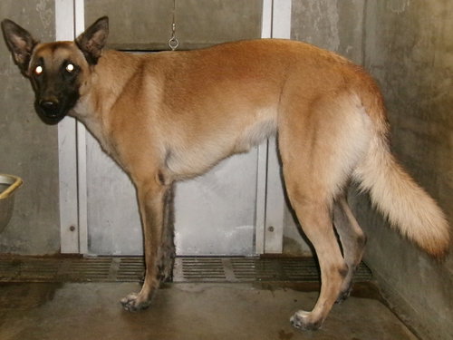 RANGER, a dog for adoption from East Valley Animal Care and Control Center
